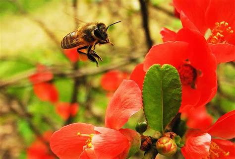 蜜蜂在家里筑巢|蜜蜂在家里筑巢该怎么办？